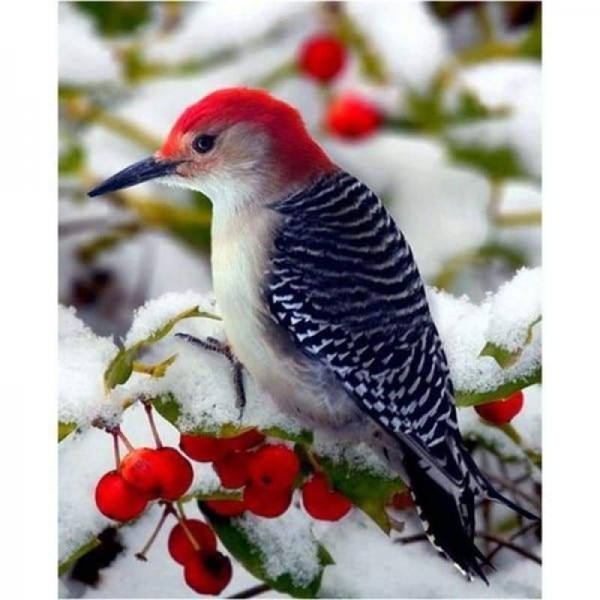 Red Headed Bird Full Drill - 5D Diy Diamond Painting Kits