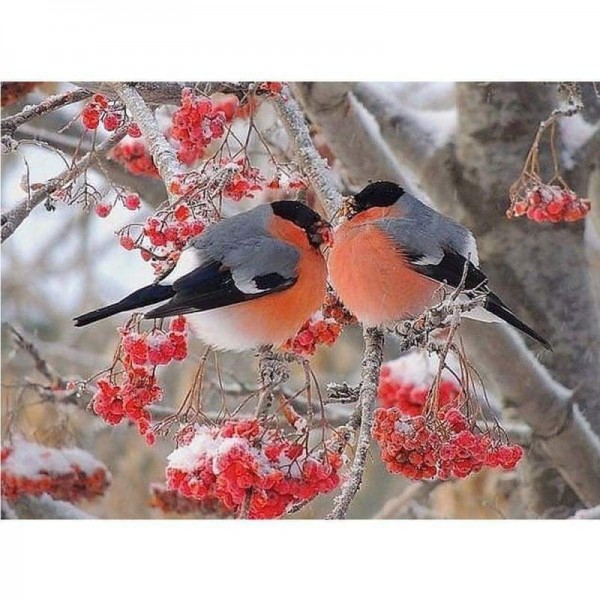 Volledige boor - 5D DIY Diamond Painting Kits Winter Canvas Cute Bird