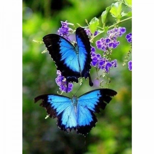 Twee blauwe vlinders op een bloementak