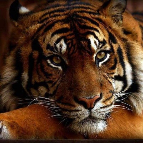 Volledige boor - 5D DIY Diamond Painting Kits Tummy Tiger