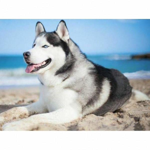 Hond op het strand - volledige boor diamant schilderij -