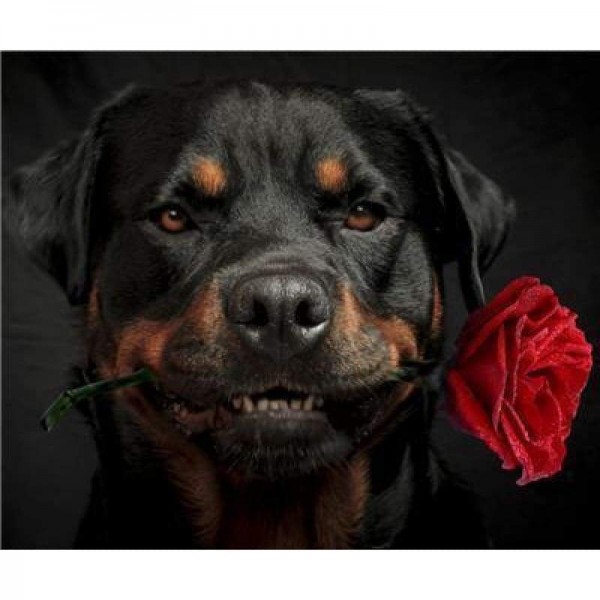 Speciale hond Rottweiler foto's volledige boor - 5D Diy Diamond Painting Kits