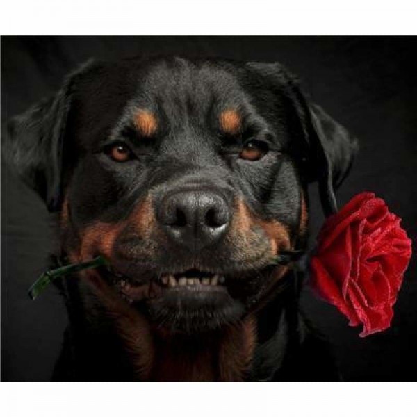 Rottweiler met rode roos