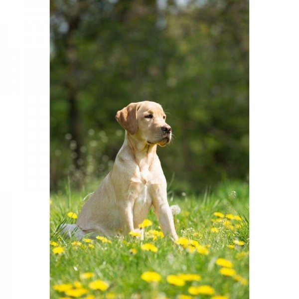 Hond met gele bloemen-Volledige boor Diamond Painting-