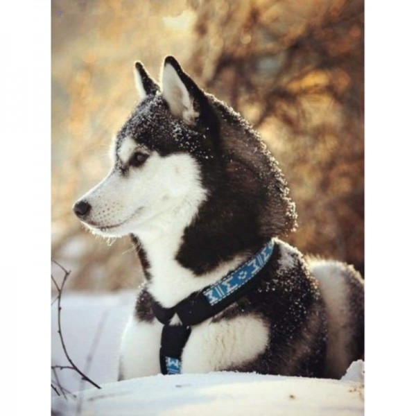 Nieuwe Hot Sale Stitch Kit Volledige Boor - 5D Diy Diamant Schilderij Sneeuw Hond