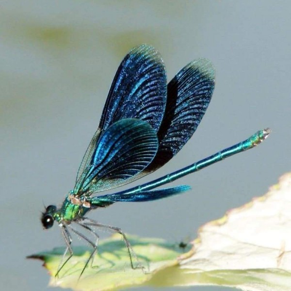 Volledige boor - 5D DIY Diamond Painting Kits Blue Dragonfly