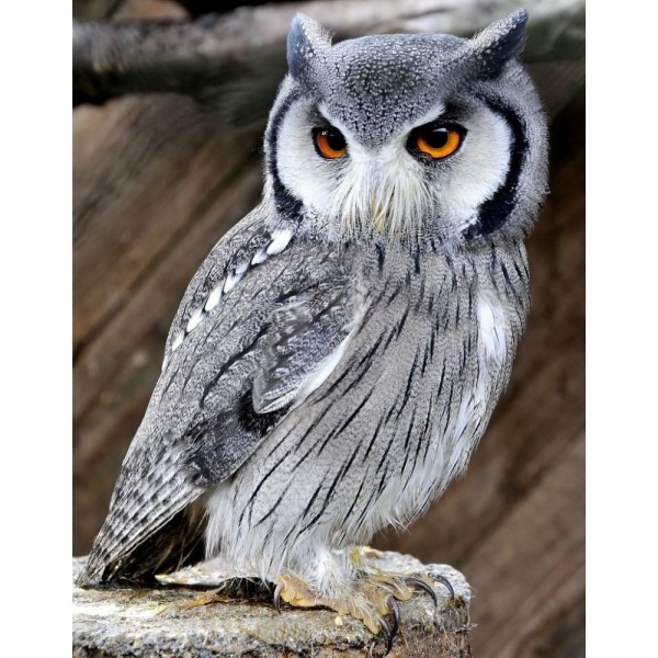 DIY Diamond Painting - Dieren PIX-2479