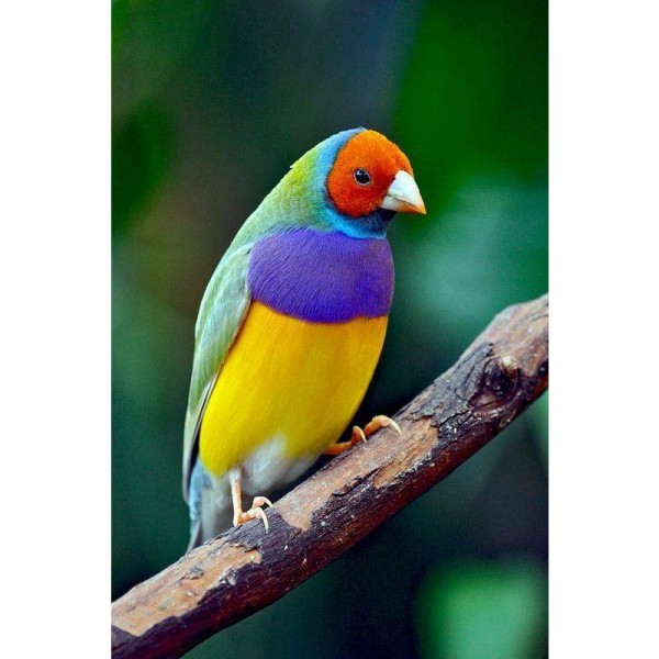 DIY Diamond Painting - Dieren PIX-2287