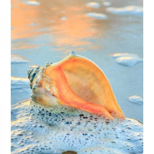 Sea Shell Full Drill - 5D Diy Diamond Painting Kits Steentjes