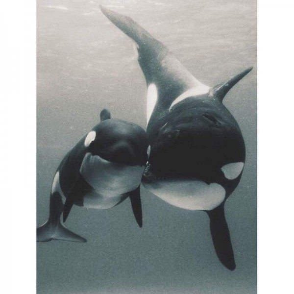 Volledige boor - 5D DIY Diamond Painting Kits grijze stijl walvis in de zee