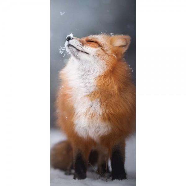 Schattige vos in de sneeuw
