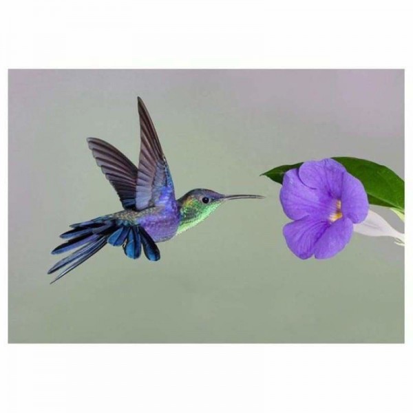 Volledige boor - 5D DIY Diamond Painting Kits Cartoon Bird Flower
