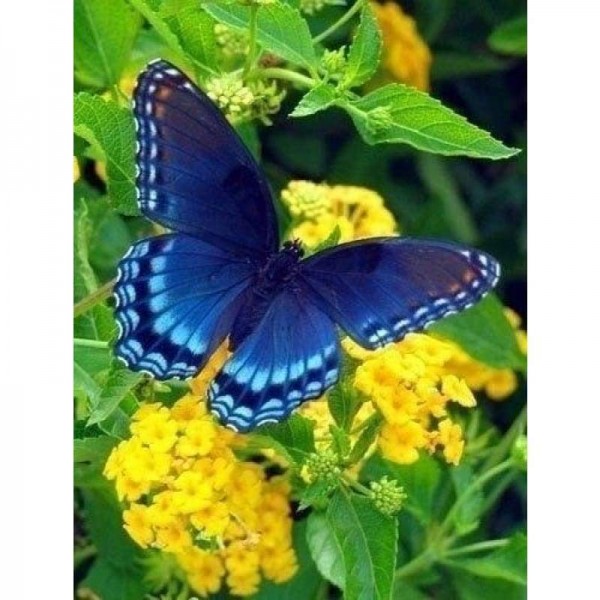 Volledige boor - 5D DIY Diamond Painting Kits Blauwe kleur vlinder