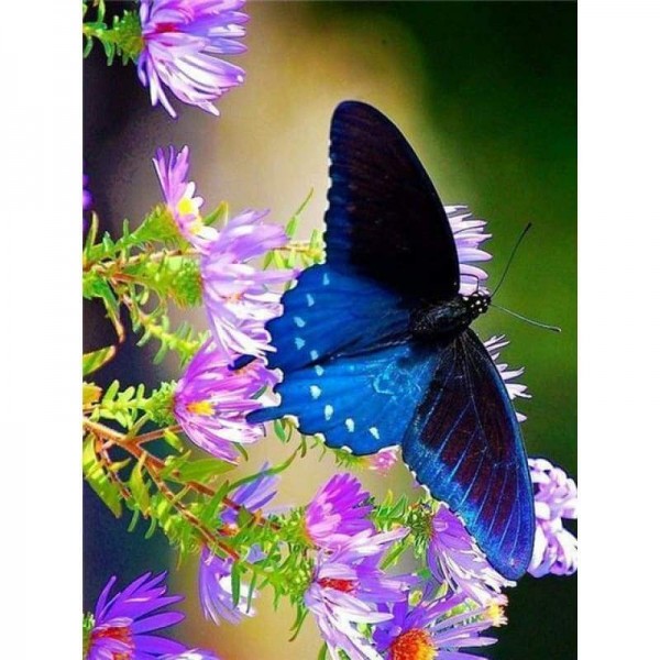 Volledige boor - 5D DIY Diamond Painting Kits Blauwe vlinder en bloemen
