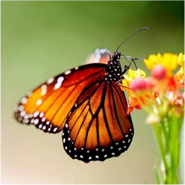 Volledige boor - 5D DIY Diamond Painting Kits Fantastic Beautiful Butterfly