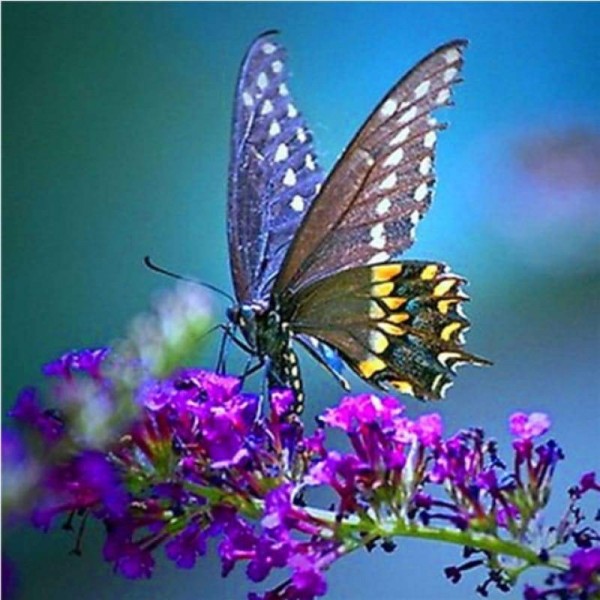 Volledige boor - 5D DIY Diamond Painting Kits Fantastic Butterfly Flower