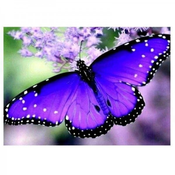 Volledige boor - 5D DIY Diamond Painting Kits Blue Purple Butterfly