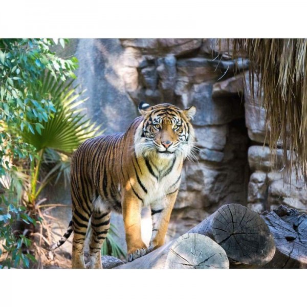 Tijger van de jungle-Volledige boor diamant schilderij-