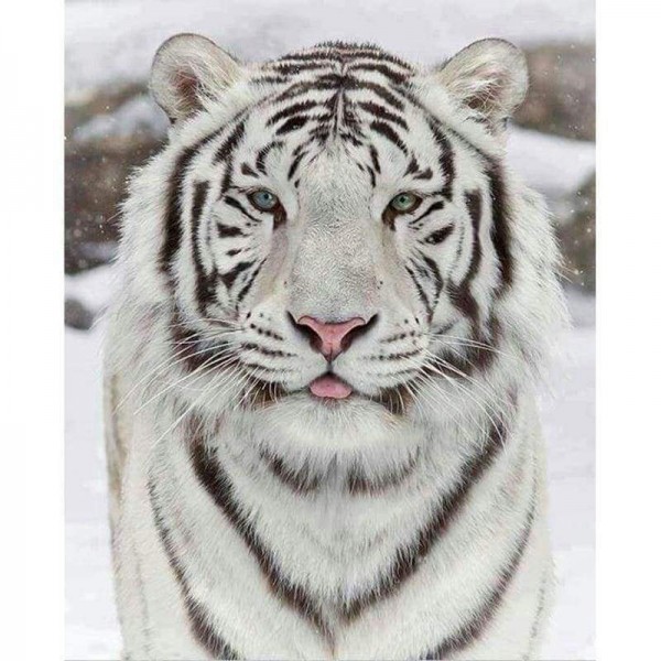 Volledige boor - 5D DIY Diamond Painting Winter White Tiger