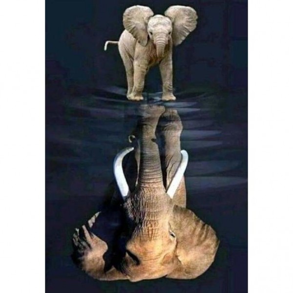 Baby olifant reflectie