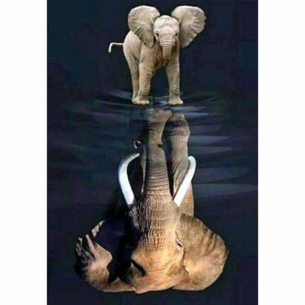 Olifant reflectie-Volledige boor diamant schilderij-