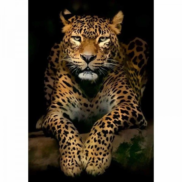 DOUBLE Leopard on Black - Full Vorm steentjes Diamond Painting -