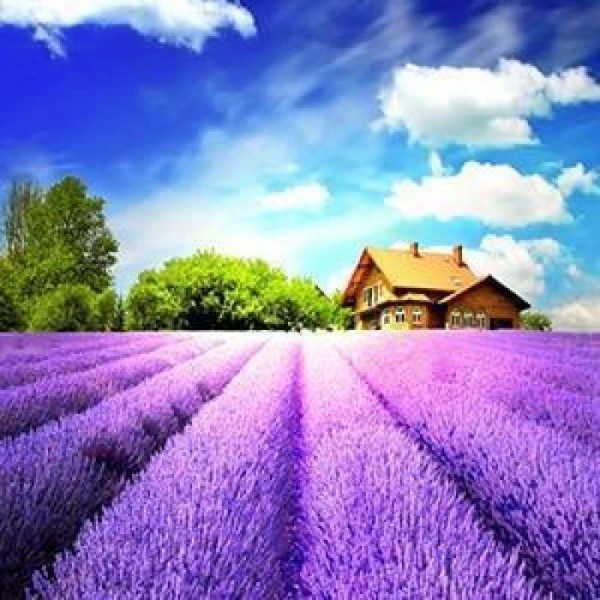 Huisje tussen de lavendel