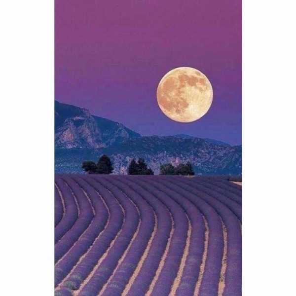 Lavendel in het maanlicht