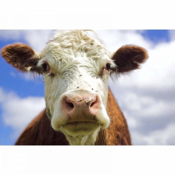 Volledige boor - 5D DIY Diamond Painting Kits Leuke koe