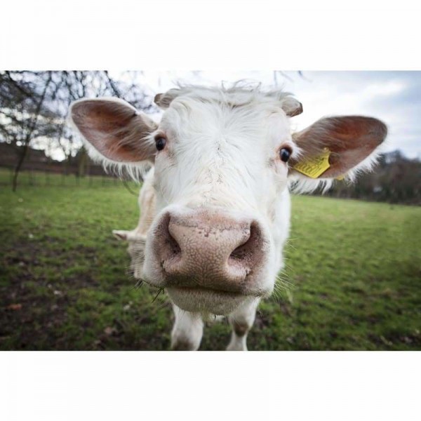 Volledige boor - 5D DIY Diamond Painting Kits Leuke koe