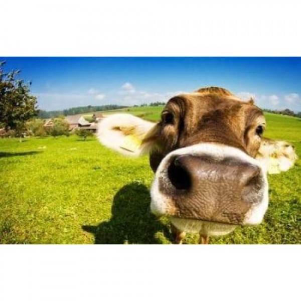 Close up van een nieuwsgierige koe