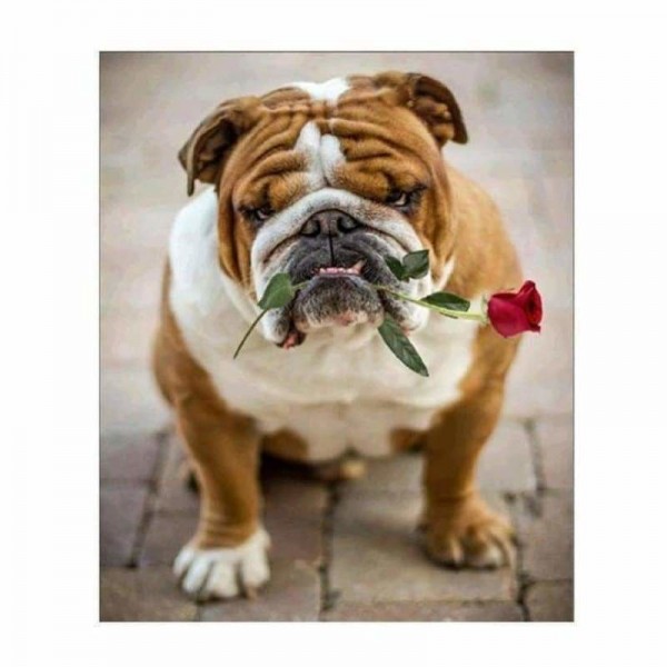 Volledige boor - 5D DIY Diamond Painting Kits Cute Pet Dog Flower For Love