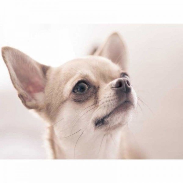 Volledige boor - 5D DIY Diamond Painting Kits Cute Dog