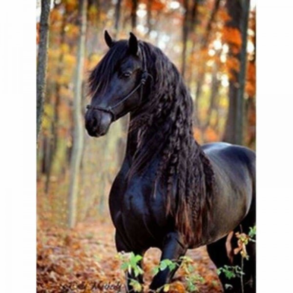 Volledige boor - 5D DIY Diamond Painting Kits Autumn Forest Black Horse