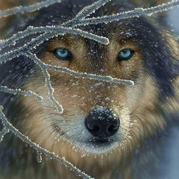 Close up mooie wolf