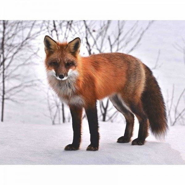 Fox In Snow-Volledige Boor Diamant Schilderij-