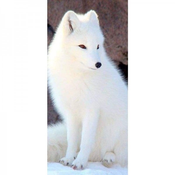 White Fox-Volledige boor diamant schilderij-