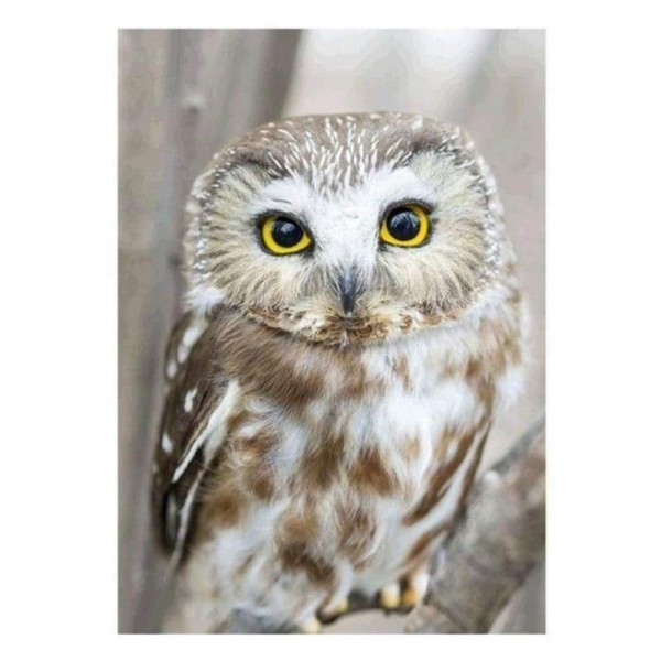 Volledige boor - 5D Diamond Painting Kits Mooie witte uil