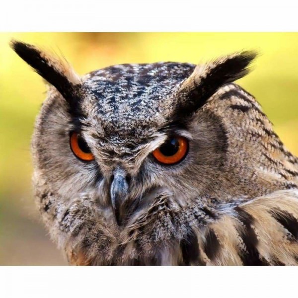 Uil-29- Volledige boor diamant schilderij -