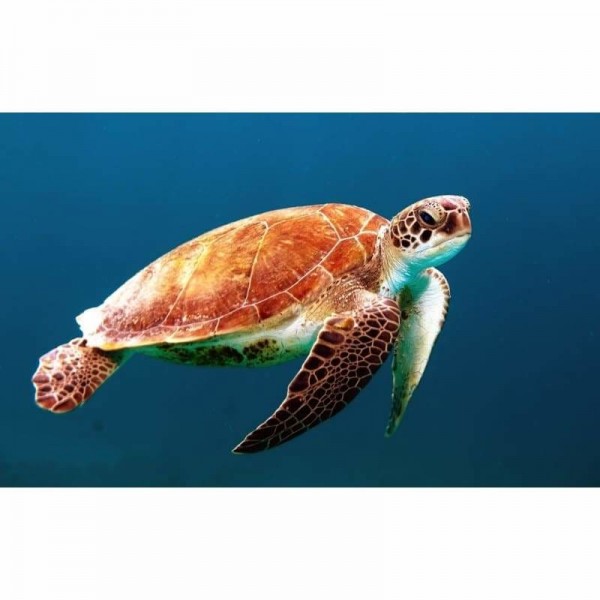 Schildpad in de diep blauwe zee