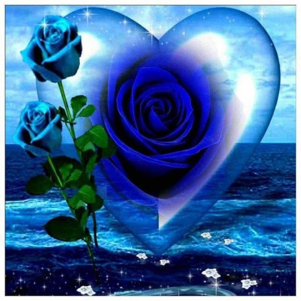 Blauwe oceaan rozen