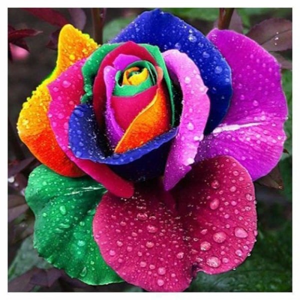Kleurrijke roos