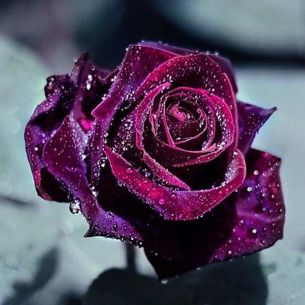 Close up mooie paarse roos