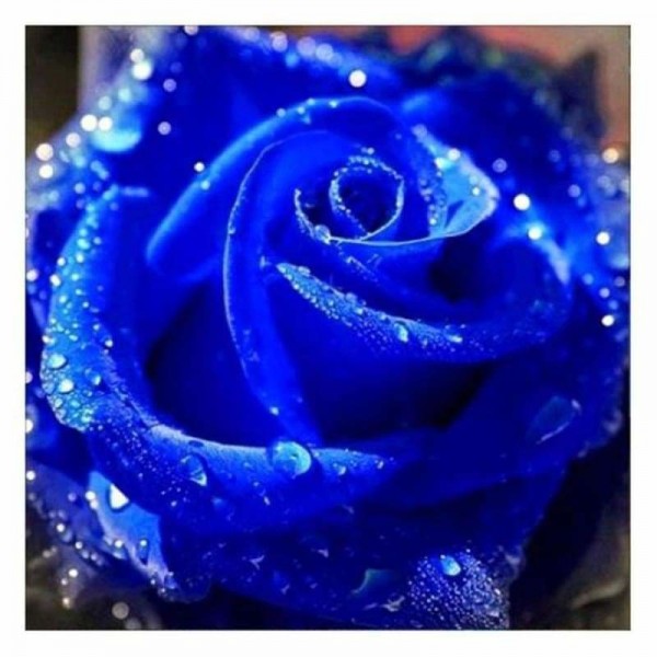 Waterdruppels op blauwe roos