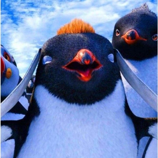 Pinguïn close up