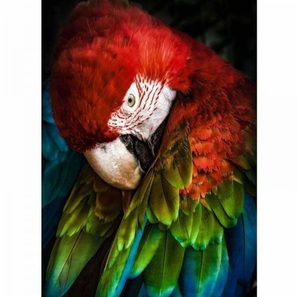 Portrait foto kleurrijke papegaai