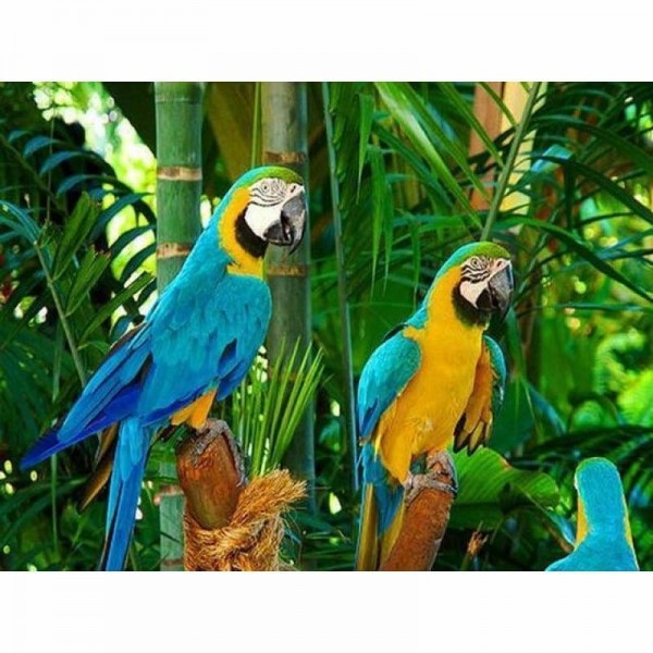 DOUBLE Full Vorm steentjes - 5D DIY Diamond Painting Kits Cute Parrots
