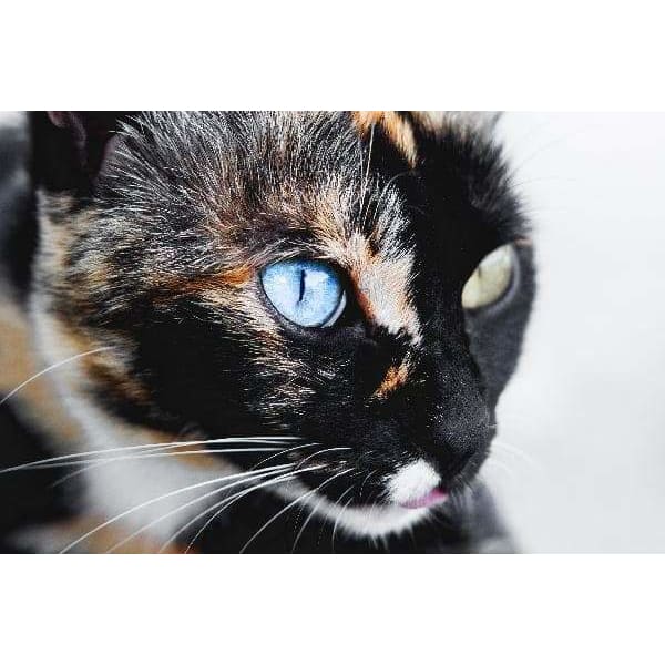 Kat met blauw en geel oog