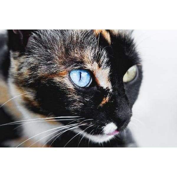 Black Cat Different Eyes - Volledige boor diamant schilderij -