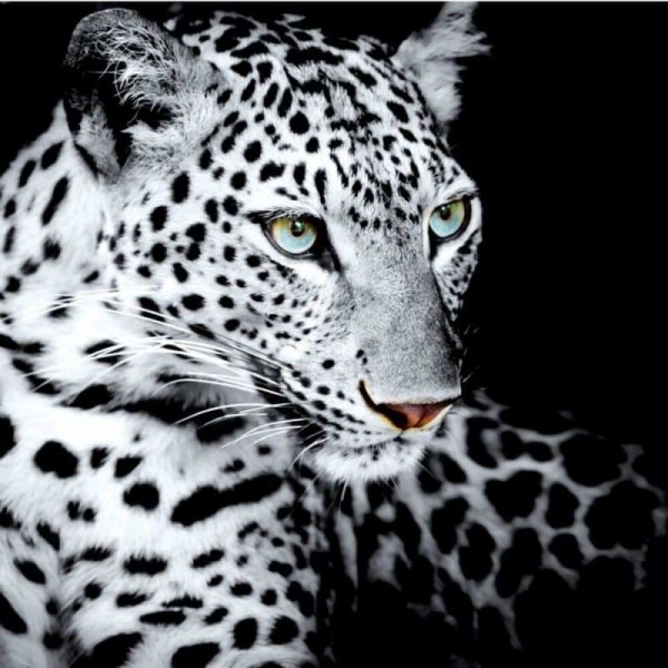 DOUBLE Full Vorm steentjes - 5D DIY Diamond Painting Kits Black White Animal Portrait Leopard